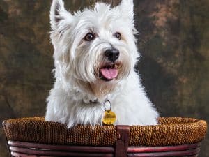 westie dog insured with pet insurance in SC