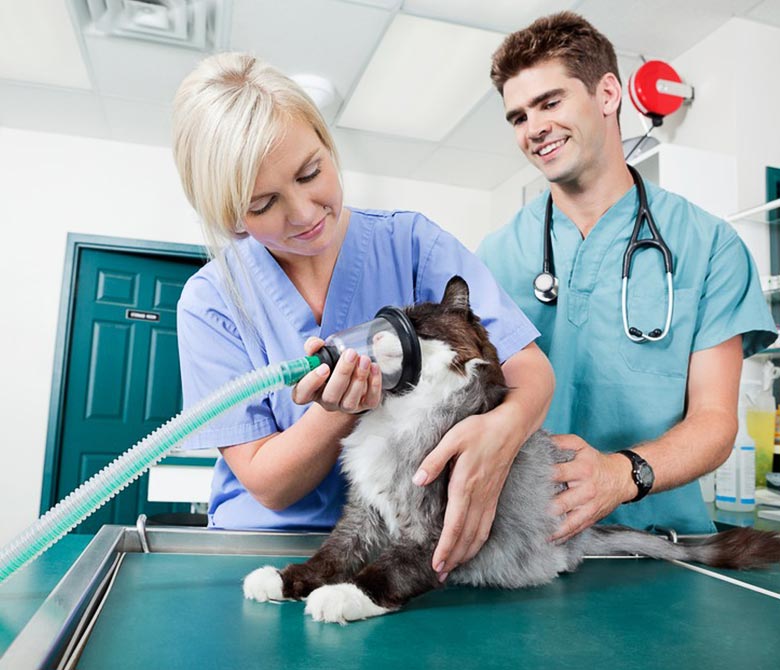Pet Accident Coverage in South Carolina