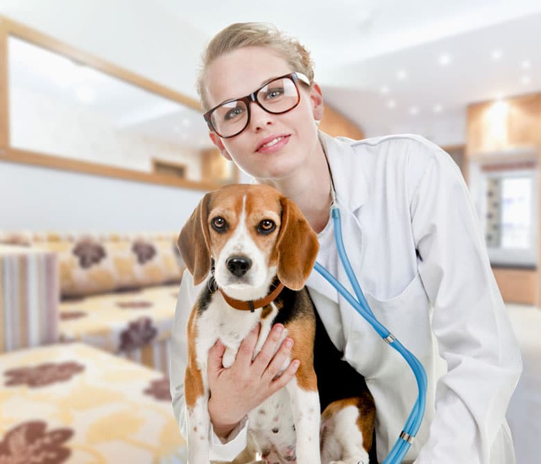 Pet Illness Coverage in South Carolina