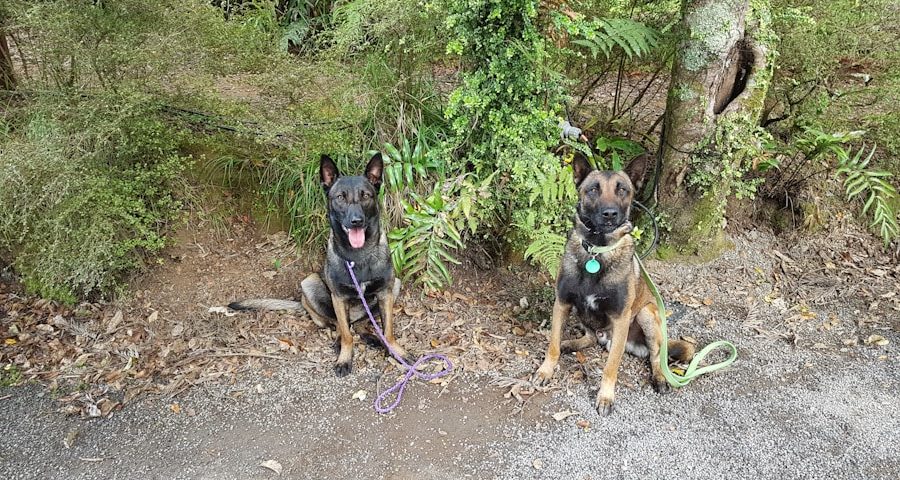 Photo dogs