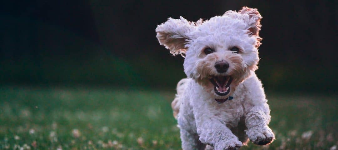 Photo Dog