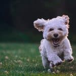 Photo Dog