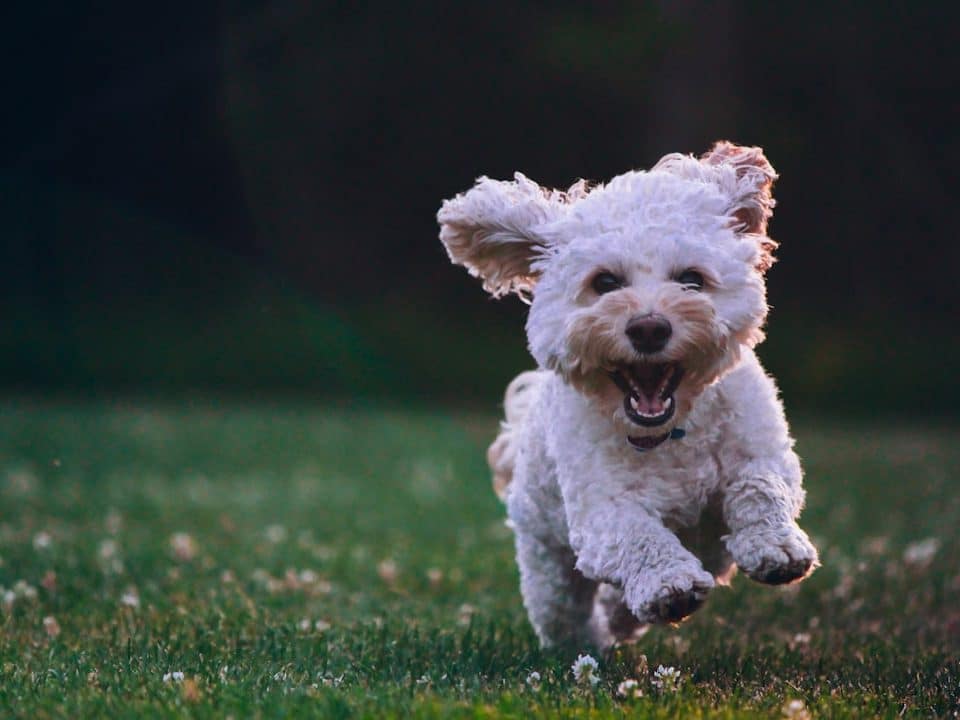 Photo Dog