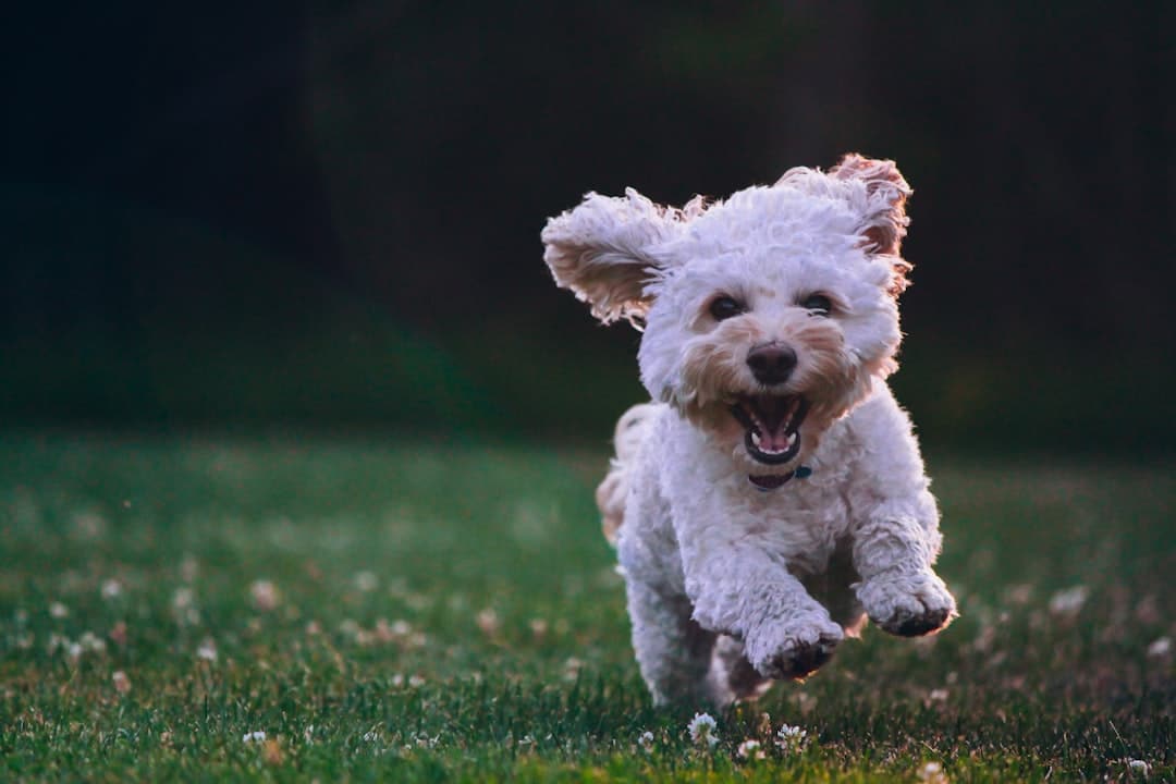 Photo Dog