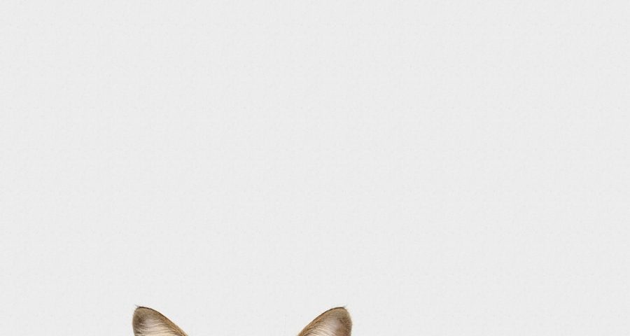 Photo Cat