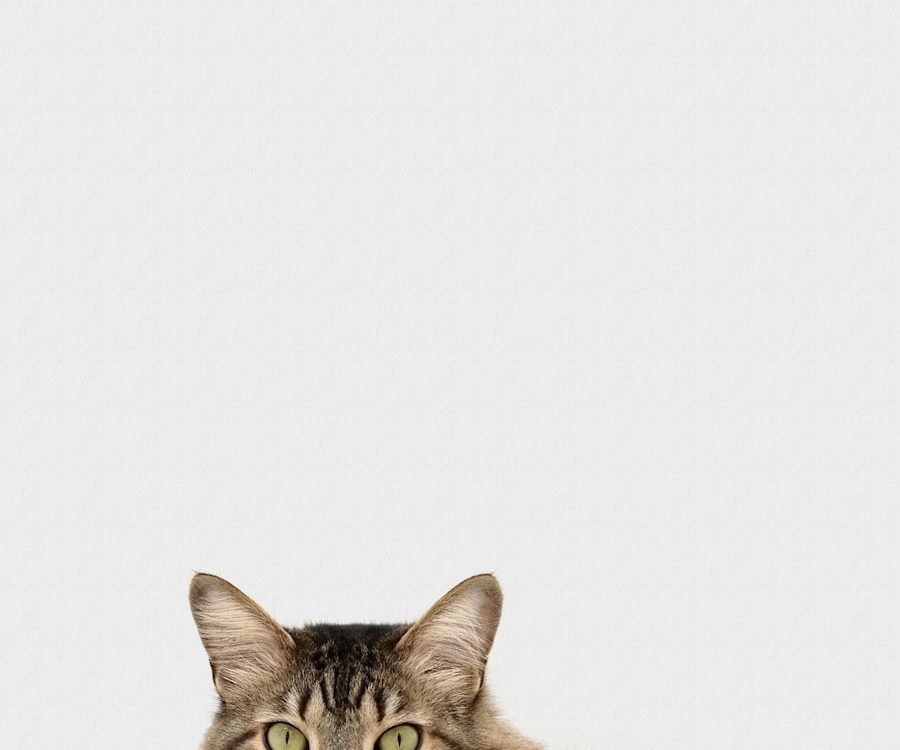 Photo Cat