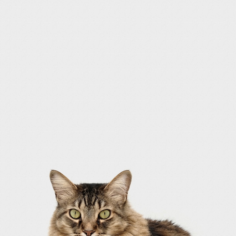 Photo Cat