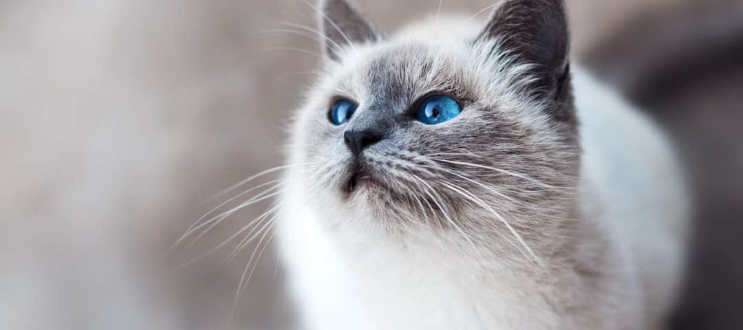 Photo pet insurance