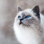 Photo pet insurance