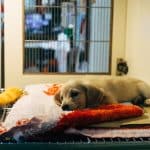 Photo veterinarian