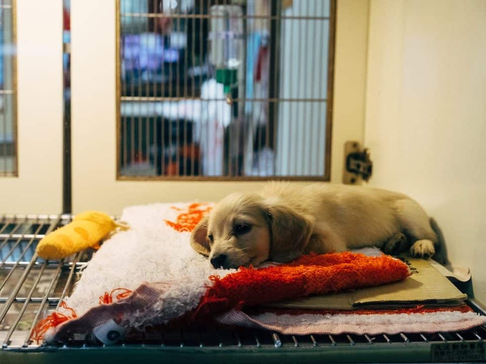 Photo veterinarian