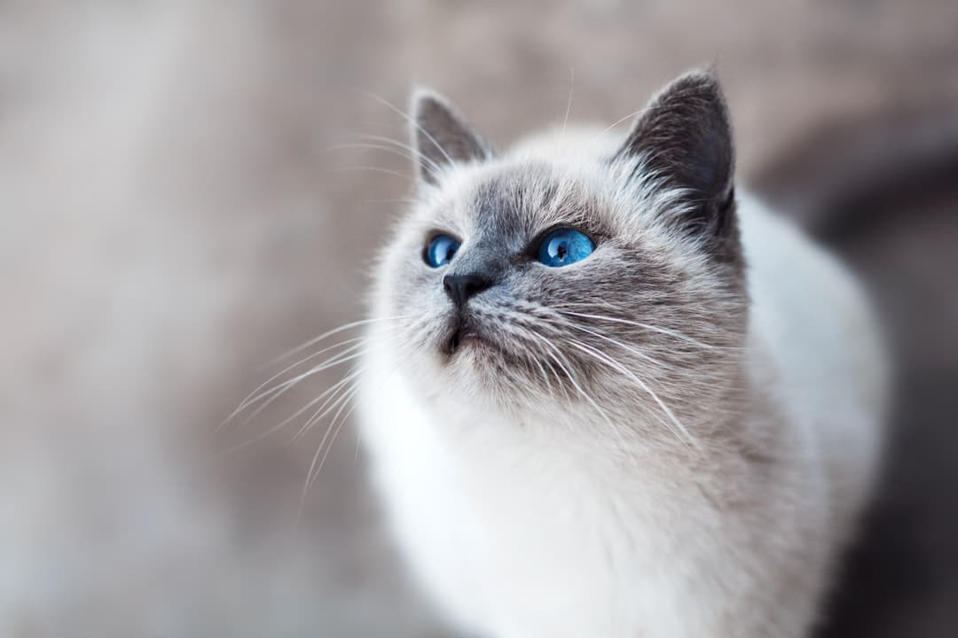 Photo pet insurance