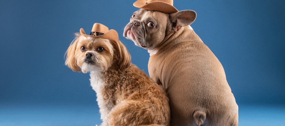 Photo pet insurance companies