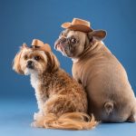 Photo pet insurance companies