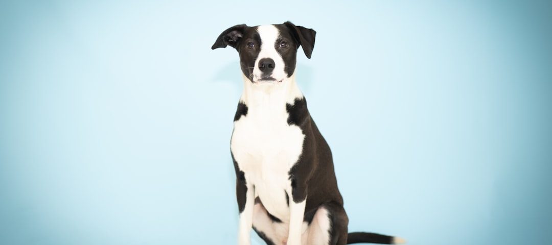 Photo pet insurance companies