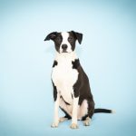 Photo pet insurance companies