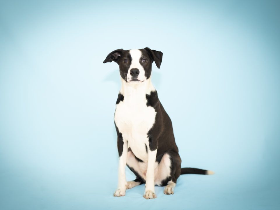 Photo pet insurance companies
