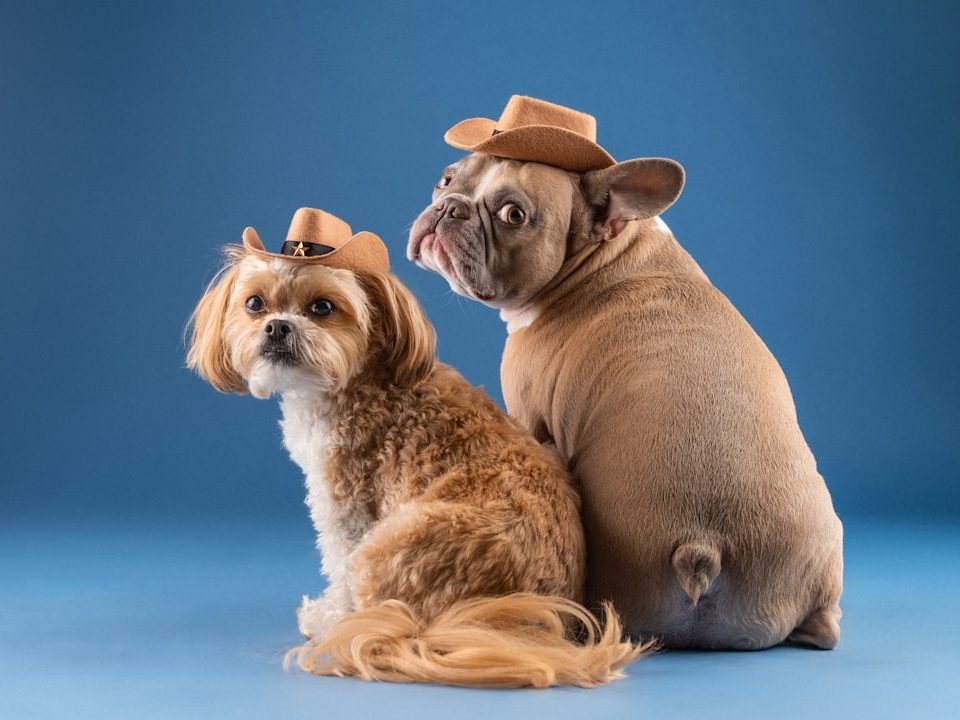 Photo pet insurance companies
