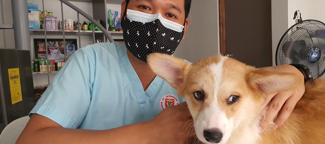 Photo dog insurance