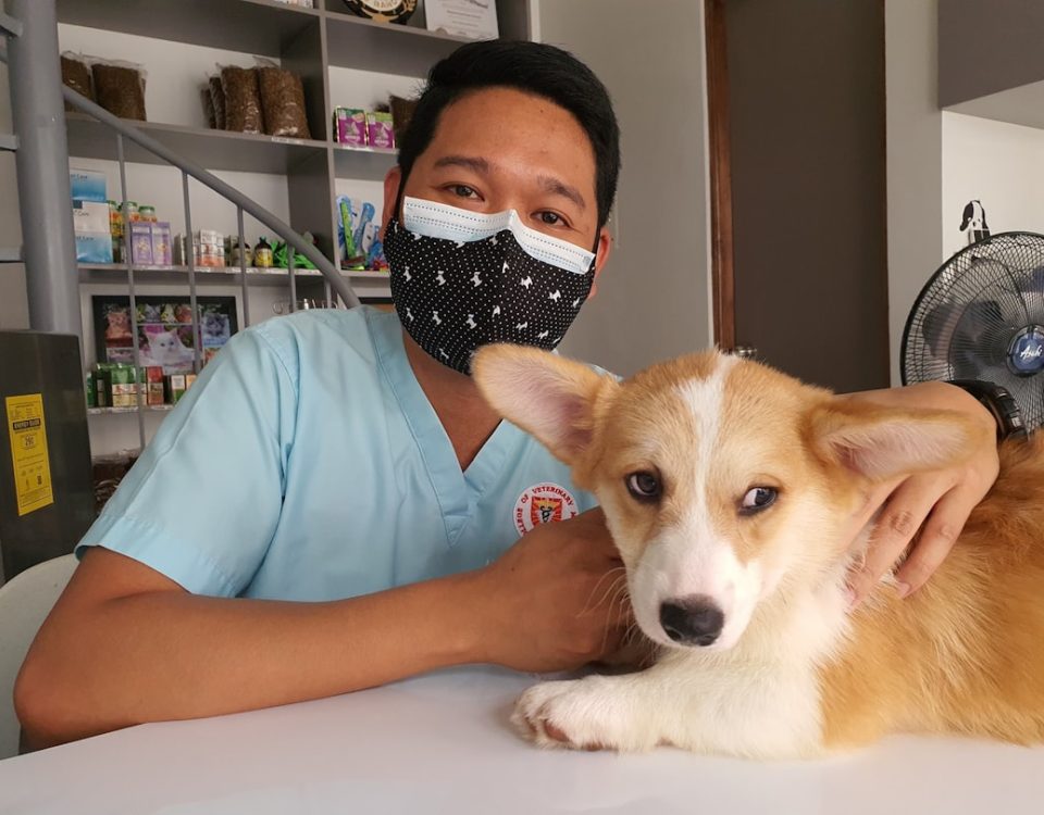 Photo dog insurance