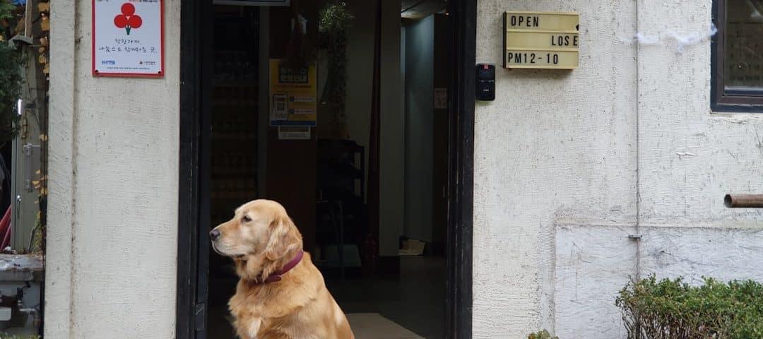 Photo dog insurance