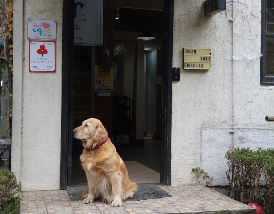 Photo dog insurance