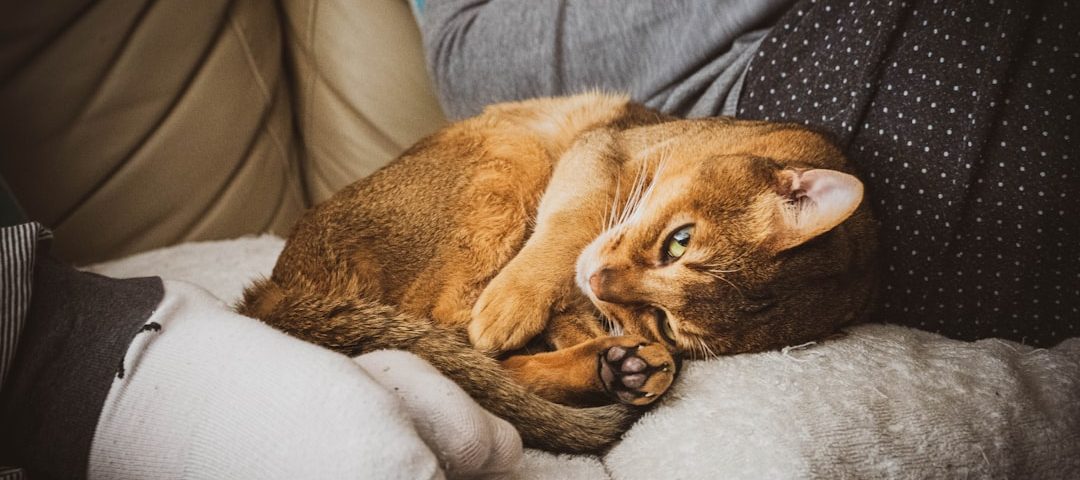 Photo pet insurance for cats