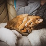 Photo pet insurance for cats