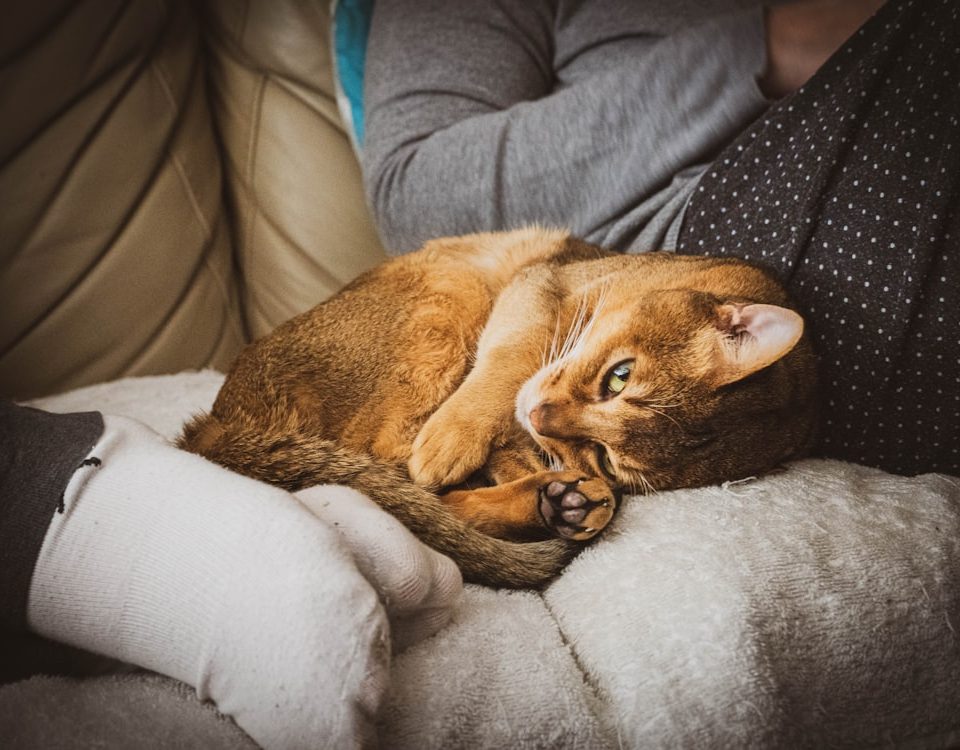 Photo pet insurance for cats