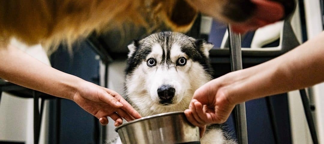 Photo animal health insurance