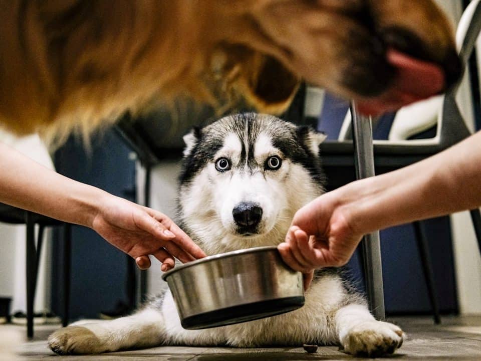 Photo animal health insurance