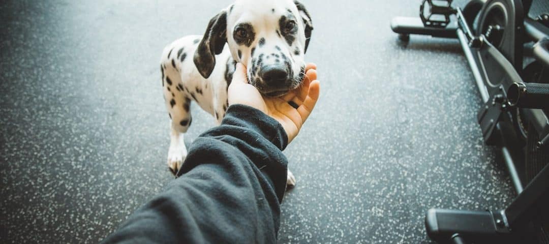 Photo pet insurance cost