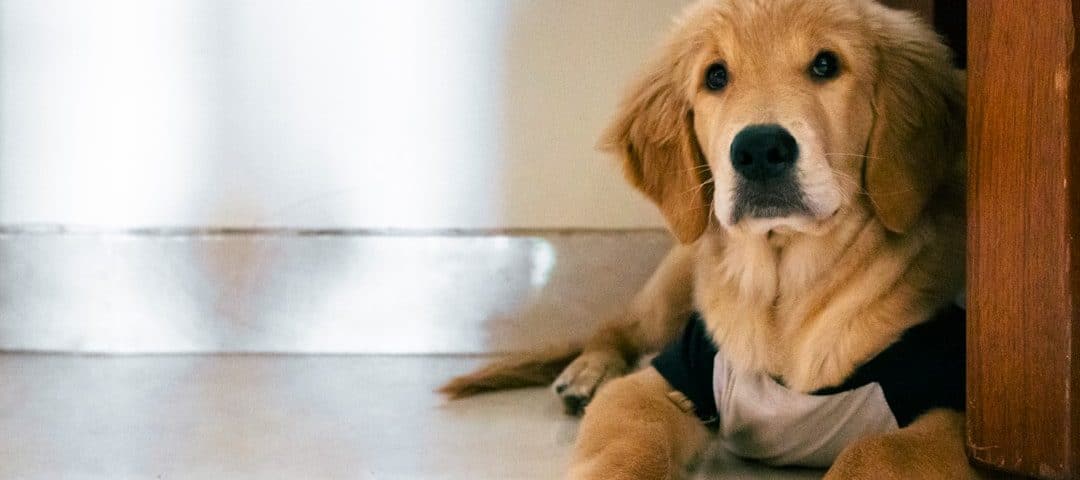 Photo dog health insurance