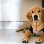 Photo dog health insurance