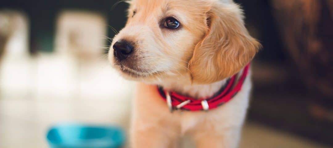 Golden retriever puppy with a red collar gazes to the left indoors; blue bowl blurred in the background.