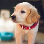 Golden retriever puppy with a red collar gazes to the left indoors; blue bowl blurred in the background.