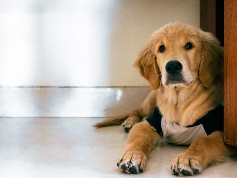 Photo dog health insurance