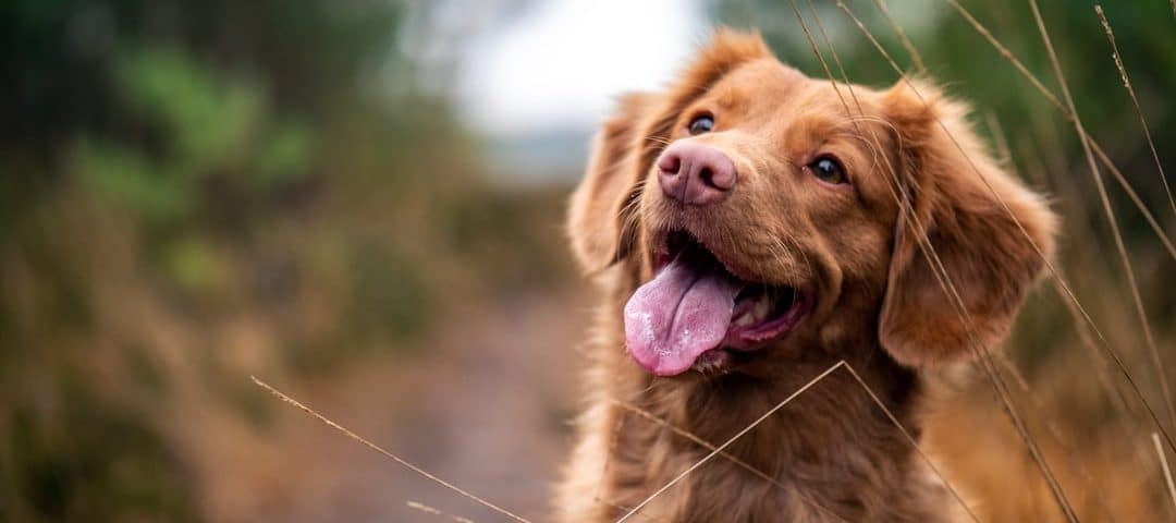Brown dog with open mouth and tongue out, standing on a dirt path among tall grasses.