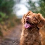 Brown dog with open mouth and tongue out, standing on a dirt path among tall grasses.
