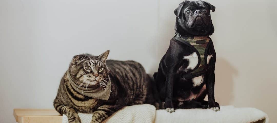 Tabby cat and black dog sitting on a wooden bench with a cream blanket draped over it.
