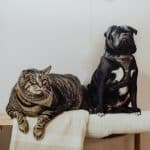 Tabby cat and black dog sitting on a wooden bench with a cream blanket draped over it.
