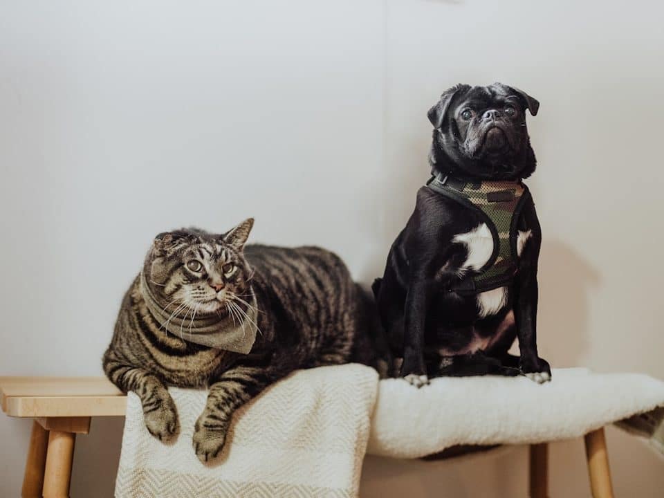 Tabby cat and black dog sitting on a wooden bench with a cream blanket draped over it.