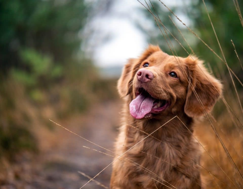 Brown dog with open mouth and tongue out, standing on a dirt path among tall grasses.