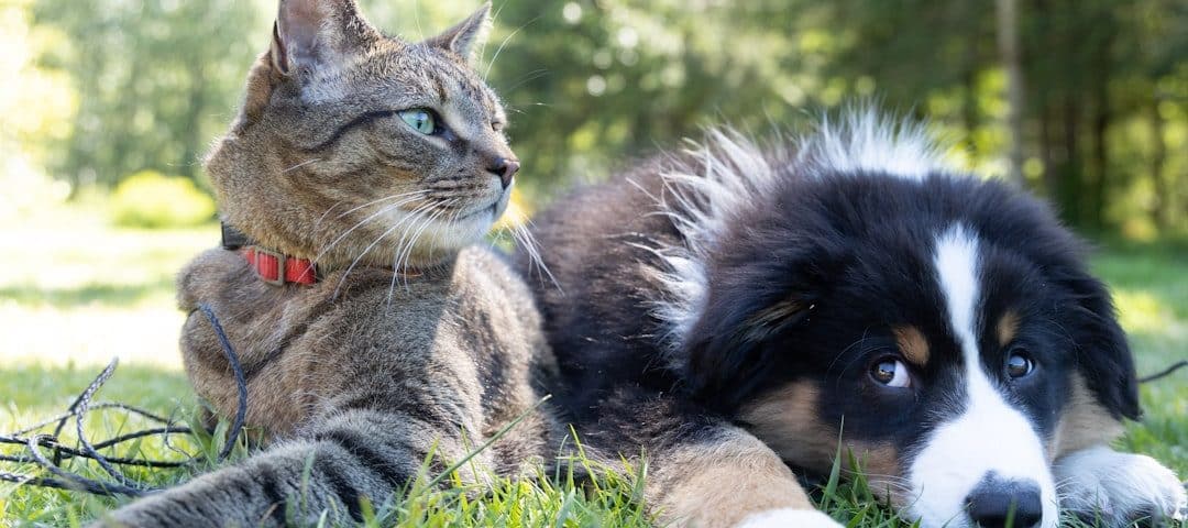 Cat and fluffy dog lie on grassy lawn in a sunny park; both relax side by side, the cat wearing a red collar and looking off to the left.