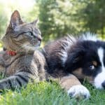 Cat and fluffy dog lie on grassy lawn in a sunny park; both relax side by side, the cat wearing a red collar and looking off to the left.