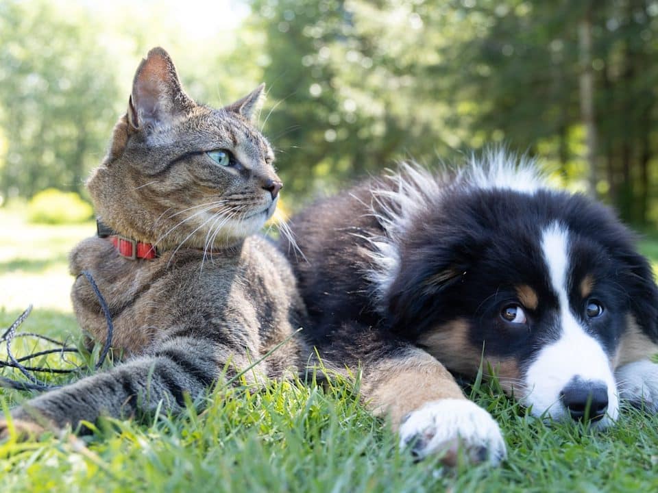 Cat wearing a red collar and a fluffy black‑and‑white dog resting side by side on green grass in a sunny park.