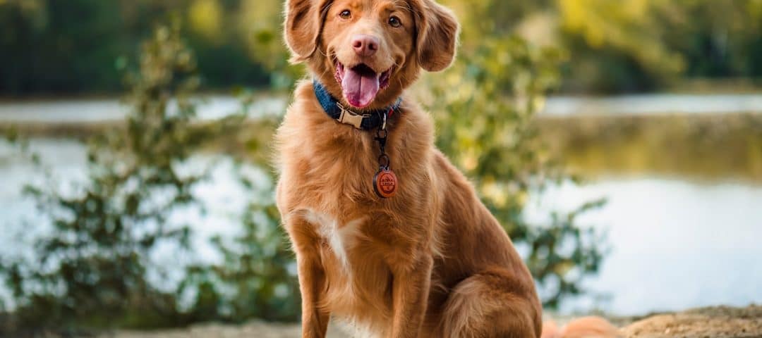 Golden retriever sitting on dirt path near a lake, wearing a blue collar and round tag, panting happily.
