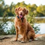 Golden retriever sitting on dirt path near a lake, wearing a blue collar and round tag, panting happily.