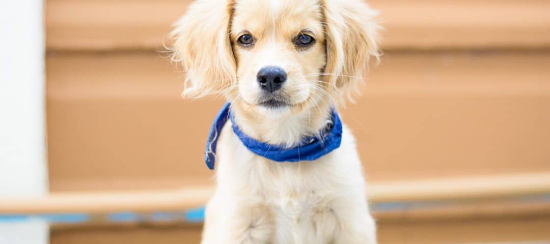 Young light-colored puppy wearing a blue bandana sits outdoors and looks at the camera.