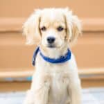 Young light-colored puppy wearing a blue bandana sits outdoors and looks at the camera.
